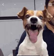 Dog Laughing Funny Dog GIF - Dog Laughing Funny Dog Laughing GIFs