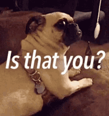 Is That You Dog GIF - Is That You Dog Who Is It GIFs