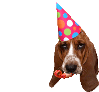 Happy Birthday Dog Meme GIFs | Tenor