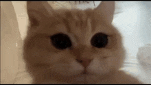 Catstare Twitch GIF - Catstare Twitch Emote GIFs