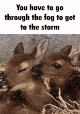 a couple of deer laying next to each other with the words you have to go through the fog to get to the storm