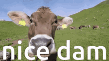 Cow Nice Dam GIF - Cow Nice Dam What Did The Cow Say To The Beaver GIFs