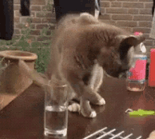 Cat Water GIF - Cat Water Drink GIFs