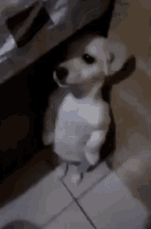 Afraid Dog GIF - Afraid Dog Pup GIFs