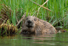 a beaver is swimming in the water near some tall grass