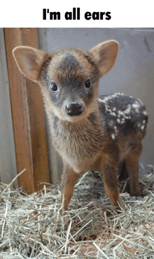 a baby deer with the words i 'm all ears written above it