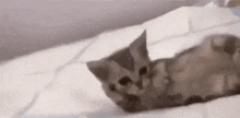 Cat Rizz GIF - Cat Rizz Cat Rizz GIFs