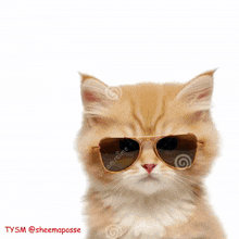 All My Fellas Piono Cat GIF - All My Fellas Piono Cat Piano Cat GIFs