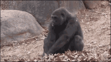 Monkey Gorilla GIF - Monkey Gorilla Roll Over GIFs