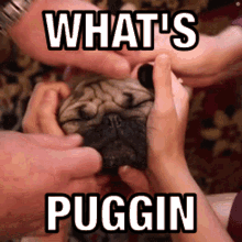 a group of people holding a pug dog with the caption what 's puffin