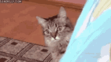 Kowshik Cat GIF - Kowshik Cat Kitty GIFs