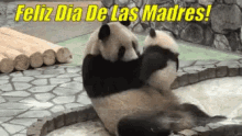 Feliz Dia De Las Madres Panda GIF - Feliz Dia De Las Madres Panda GIFs