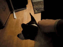 a person petting a black and white dog with the letter d on the cabinet in the background