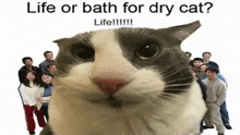 Life Or Bath Life Or Bath For Dry Cat GIF - Life Or Bath Life Or Bath For Dry Cat GIFs