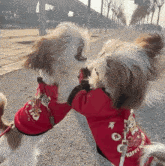 Terrariuh Dogs Fighting GIF - Terrariuh Dogs Fighting Stan Twt GIFs