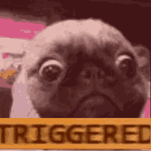 Dog Triggered GIF - Dog Triggered Angry GIFs
