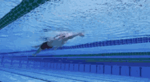 Swimming Sports GIF - Swimming Sports GIFs