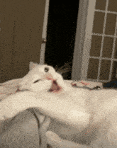 a white cat is yawning while laying on a bed with its mouth open .