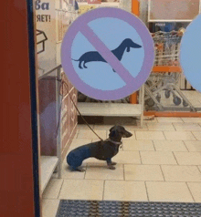 a dachshund is on a leash in front of a sign that says no dogs