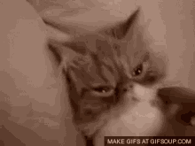 Facepalm GIF - Cat Pussycat Kitten GIFs