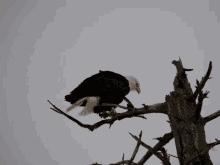 Bald Eagle Perch GIF - Bald Eagle Perch Alaska GIFs