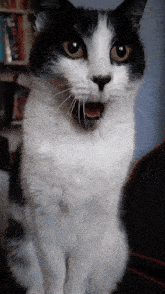 a black and white cat looking at the camera with its mouth open