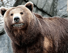 Bear Funny GIF