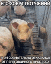 a group of pigs standing next to each other with a caption that says " его зовут потухший "