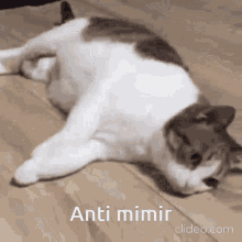 Cat Omg GIF - Cat Omg A Mimir GIFs