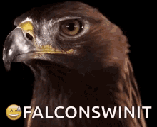 Falcon Look GIF - Falcon Look Serious GIFs