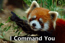 I Command You GIF