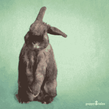 Dark Bunny GIF - Dark Bunny GIFs