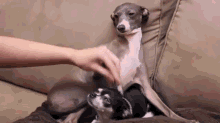 Cute GIF - Dogs Annoyed Funny GIFs
