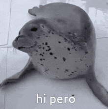 Hello Pero Seals GIF - Hello Pero Seals Seal GIFs