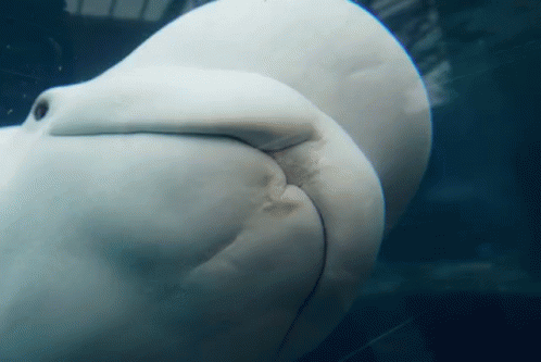 Beluga Kissing GIF - Beluga Kissing Whale GIFs