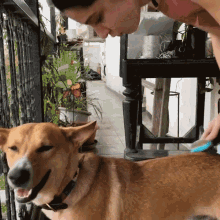Brushing Dog Coat Scherezade Shroff GIF - Brushing Dog Coat Scherezade Shroff Take Care Of Dog GIFs