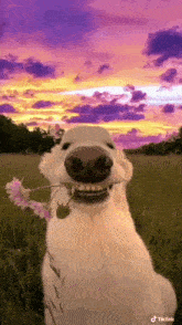 a white dog is holding a flower in its mouth in a field .