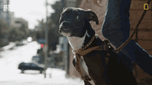 Cute Dog Cesar Millan Better Human Better Dog GIF - Cute Dog Cesar Millan Better Human Better Dog Adorable GIFs