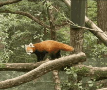 Red Panda Panda GIF - Red Panda Panda Butt Rub GIFs