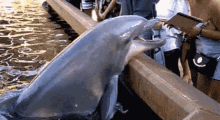 Snatch Dolphin GIF - Snatch Dolphin GIFs