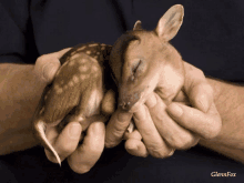 Cute Deer GIF - Cute Deer Baby GIFs