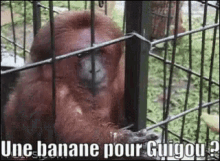 Guigou La Banane GIF - Guigou La Banane GIFs