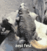 Lizard Zesty GIF - Lizard Zesty Zesty Lizard GIFs
