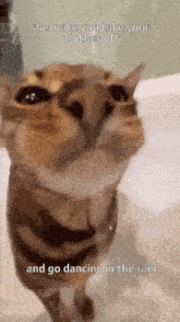 a cat with a caption that says " she make you take your clothes off "