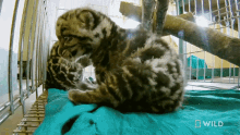 Curious Snow Leopard Day GIF - Curious Snow Leopard Day Indias Wild Leopards GIFs