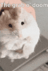 a person is holding a white hamster with the words " the grab o ' doom " written above it
