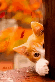 Cat Peek GIF - Cat Peek Autumn GIFs