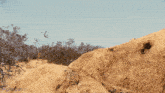 a man in a white shirt and tie is looking out from behind a pile of dirt and the word donald is above him