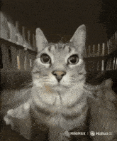 a cat is sitting in a cage with the words hailuo ai on the bottom right