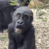 a baby gorilla with its tongue hanging out